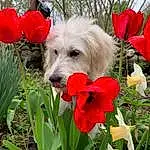 Flower, Plant, Dog, Green, Petal, Carnivore, Dog breed, Grass, Companion dog, Terrestrial Plant, Sky, Toy Dog, Flowering Plant, Annual Plant, Shrub, Dog Supply, Spring, Garden, Terrier