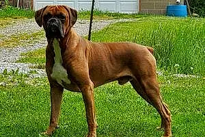 Boxer Dog Ruger