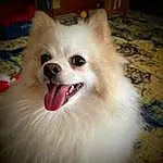 Dog, Eyes, Carnivore, Dog breed, Human Body, Smile, Ear, Whiskers, Companion dog, Fawn, Spitz, Snout, Toy Dog, Furry friends, Working Animal, Canidae, Happy, German Spitz, Dog Supply