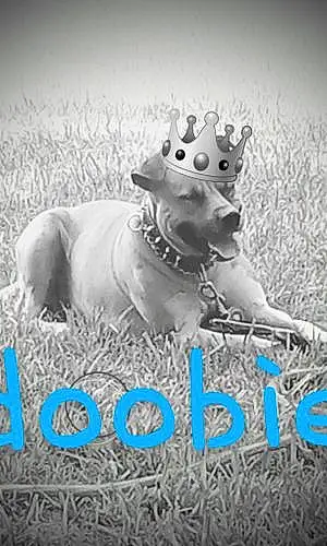 Name Dog Doobie