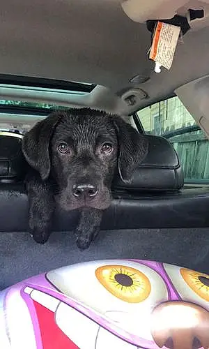 Name Labrador Retriever Dog Pippa
