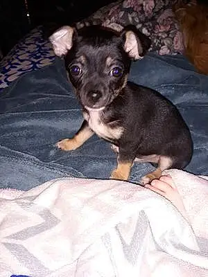 Name Chihuahua Dog Yogi
