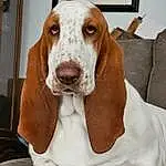 Dog, Carnivore, Liver, Dog breed, Fawn, Companion dog, Working Animal, Snout, Canidae, Hound, Furry friends, Terrestrial Animal, Scent Hound, Hunting Dog, Basset Hound