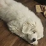 Dog, Carnivore, Wood, Whiskers, Working Animal, Companion dog, Comfort, Hardwood, Snout, Dog breed, Tail, Giant Dog Breed, Furry friends, Nap, Paw, Terrestrial Animal, Varnish, Great Pyrenees, Plank