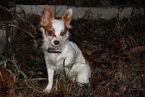 Name Chihuahua Dog Birdie