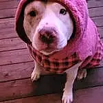 Dog, Carnivore, Pink, Wood, Fawn, Dog breed, Snout, Whiskers, Companion dog, Magenta, Cap, Furry friends, Pattern, Terrestrial Animal, Woolen, Wrinkle, Hardwood, Non-sporting Group