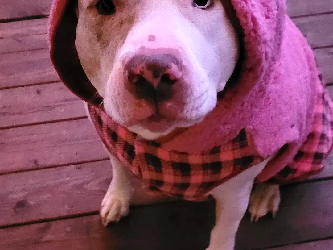 Dog, Carnivore, Pink, Wood, Fawn, Dog breed, Snout, Whiskers, Companion dog, Magenta, Cap, Furry friends, Pattern, Terrestrial Animal, Woolen, Wrinkle, Hardwood, Non-sporting Group