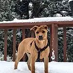 Snow, Dog, Carnivore, Collar, Tree, Dog breed, Fence, Pet Supply, Dog Supply, Companion dog, Working Animal, Fawn, Dog Collar, Snout, Winter, Freezing, Tail, Doghouse, Furry friends, Guard Dog