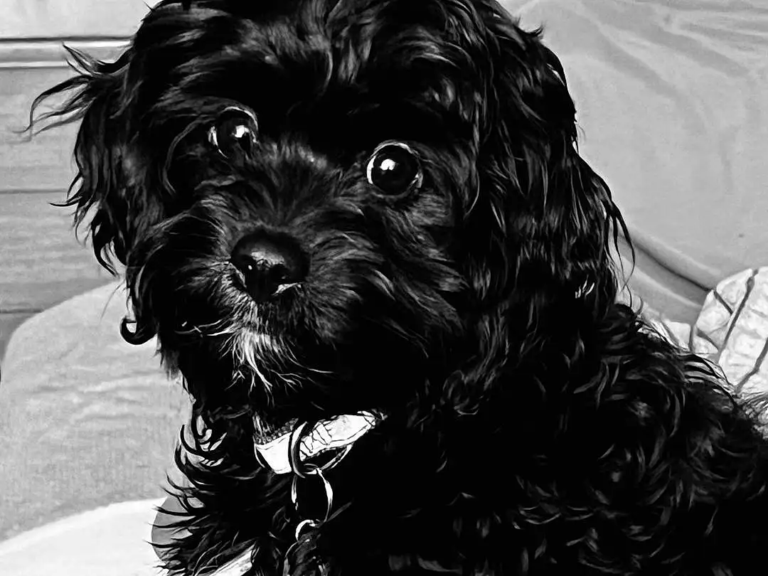Dog, Dog breed, Carnivore, Water Dog, Companion dog, Working Animal, Snout, Black & White, Toy Dog, Furry friends, Canidae, Terrier, Event, Monochrome, Terrestrial Animal, Non-sporting Group, Working Dog, Pattern, Dog Collar