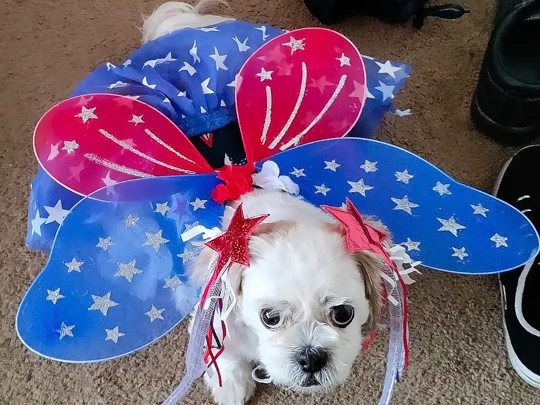 Dog, White, Dog Supply, Carnivore, Fawn, Pet Supply, Companion dog, Dog breed, Studio Monitor, Working Animal, Flag Of The United States, Electric Blue, Event, Fashion Accessory, Costume Hat, Toy Dog, Carmine, Party Supply, Pattern, Circle