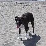 Dog, Canidae, Dog breed, Beach, Sand, Carnivore, Great Dane, Street dog, Hunting Dog, Pointer, Vacation, Working Dog