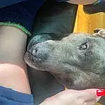 Canidae, Dog, Dog breed, Snout, Skin, Nose, Carnivore, American Pit Bull Terrier, Non-sporting Group, Hand, Fawn, Weimaraner, Peruvian Hairless Dog
