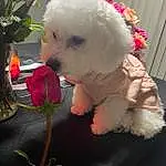 Dog, Plant, Flower, Dog breed, Carnivore, Pink, Companion dog, Flowerpot, Toy Dog, Toy, Snout, Water Dog, Poodle, Grass, Petal, Canidae, Furry friends, Magenta, Bichon