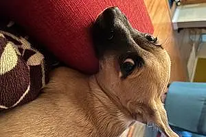 Name Chihuahua Dog Spike
