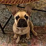 Dog, Pug, Dog breed, Carnivore, Wood, Companion dog, Fawn, Toy Dog, Working Animal, Wrinkle, Snout, Canidae, Bulldog, Hardwood, Terrestrial Animal, Grass, Puppy, Whiskers