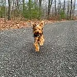Dog, Dog breed, Carnivore, Plant, Road Surface, Asphalt, Sky, Tree, Fawn, Wood, Snout, Road, Grass, Tail, Companion dog, Tar, Canidae, Terrier, Soil
