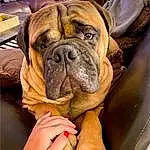 Dog, Carnivore, Dog breed, Bulldog, Companion dog, Wrinkle, Fawn, Whiskers, Collar, Snout, Working Animal, Comfort, Canidae, Dog Collar, Molosser, Working Dog, Liver, Giant Dog Breed, Toy Dog