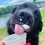 Water, Dog, Sky, Cloud, Dog breed, Collar, Carnivore, Gesture, Companion dog, Working Animal, Snout, Grass, Dog Collar, Fang, Terrestrial Animal, Lake, Toy, Liver, Canidae