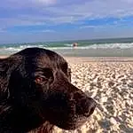 Cloud, Sky, Dog, Water, Beach, Dog breed, Carnivore, Working Animal, Happy, Collar, Dog Collar, Travel, People On Beach, Horizon, Canidae, Companion dog, Ocean, Wind Wave, Coast, Retriever