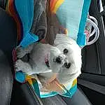 Car, Vehicle, Vroom Vroom, Seat Belt, Toy, Dog, Vehicle Door, Car Seat Cover, Automotive Design, Carnivore, Car Seat, Companion dog, Trunk, Automotive Exterior, Auto Part, Stuffed Toy, Family Car, Dog breed, Personal Luxury Car, Luxury Vehicle