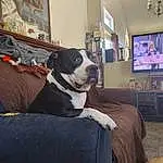 Picture Frame, Dog, Comfort, Window, Couch, Television, Carnivore, Dog breed, Companion dog, Snout, Working Animal, Living Room, Room, Hardwood, Wood, Collar, Cable Television, Chair