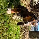Plant, Dog, Dog breed, Carnivore, Tree, People In Nature, Grass, Fawn, Working Animal, Companion dog, Trunk, Snout, Terrestrial Animal, Scent Hound, Tail, Sky, Wood, Canidae