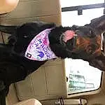 Dog, Window, Ear, Carnivore, Automotive Mirror, Fawn, Collar, Snout, Working Animal, Companion dog, Dog breed, Furry friends, Vehicle Door, Windshield, Car, Auto Part, Whiskers, Rear-view Mirror, Automotive Window Part, Head Restraint