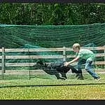 Green, Dog, Fence, Grass, Mesh, Wire Fencing, Plant, Leisure, Player, Lawn, Recreation, Dog breed, Tree, Net, Sports, Companion dog, Dog Sports, Landscape, Chain-link Fencing