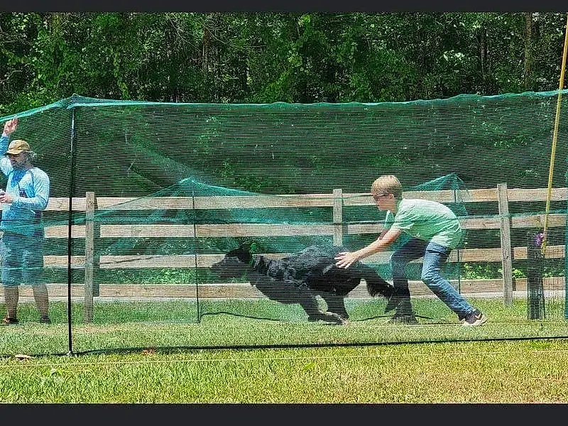Green, Dog, Fence, Grass, Mesh, Wire Fencing, Plant, Leisure, Player, Lawn, Recreation, Dog breed, Tree, Net, Sports, Companion dog, Dog Sports, Landscape, Chain-link Fencing