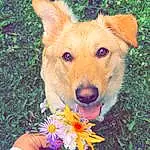 Dog, Flower, Eyes, Plant, Carnivore, Petal, Grass, Fawn, Dog breed, Companion dog, Happy, Whiskers, Working Animal, People In Nature, Snout, Furry friends, Annual Plant, Fashion Accessory, Fun