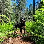 Plant, Dog, Sky, Carnivore, Tree, Terrestrial Plant, Dog breed, Grass, Landscape, Shrub, Forest, Natural Landscape, Temperate Broadleaf And Mixed Forest, Working Animal, Recreation, People In Nature, Trail, Canidae, Spruce-fir Forest