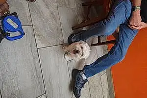 Lhasa Apso Dog Brut
