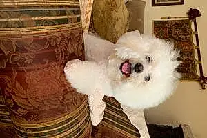 Bichon Frise Dog Gypsy