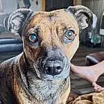 Dog, Dog breed, Blue, Carnivore, Whiskers, Companion dog, Fawn, Collar, Snout, Furry friends, Canidae, Dog Collar, Terrestrial Animal, Wrinkle, Working Dog, Ancient Dog Breeds, Non-sporting Group, Working Animal, Plott Hound