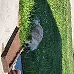 Plant, Carnivore, Grass, Dog breed, Road Surface, Tree, Sidewalk, Asphalt, Groundcover, Tail, Wood, Felidae, Trunk, Lawn, Small To Medium-sized Cats, Canidae, Shadow, Shrub, Furry friends