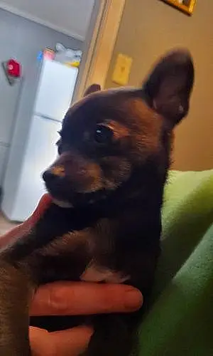 Name Chihuahua Dog Pepper