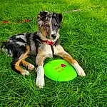 Dog, Carnivore, Dog breed, Grass, Companion dog, Flying Disc, Recreation, Dog Supply, Sports Toy, Lawn, People In Nature, Herding Dog, Pet Supply, Leisure, Fun, Grassland, Sports, Ball, Canidae