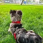 Dog, Dog breed, Carnivore, Plant, Collar, Liver, Companion dog, Fawn, Grass, Tree, Dog Collar, Tail, Snout, Pet Supply, Working Animal, Terrier, Felidae, Canidae, Water Dog