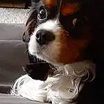 Dog, Carnivore, Dog breed, Whiskers, Companion dog, King Charles Spaniel, Fawn, Cavalier King Charles Spaniel, Papillon, Spaniel, Toy Dog, Snout, Working Animal, Liver, Furry friends, Canidae, Eyewear, Phalène, Terrestrial Animal