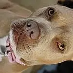 Dog, Carnivore, Dog breed, Jaw, Working Animal, Collar, Whiskers, Fawn, Companion dog, Liver, Terrestrial Animal, Snout, Dog Collar, Canidae, Fang, Ancient Dog Breeds, Non-sporting Group, Hunting Dog