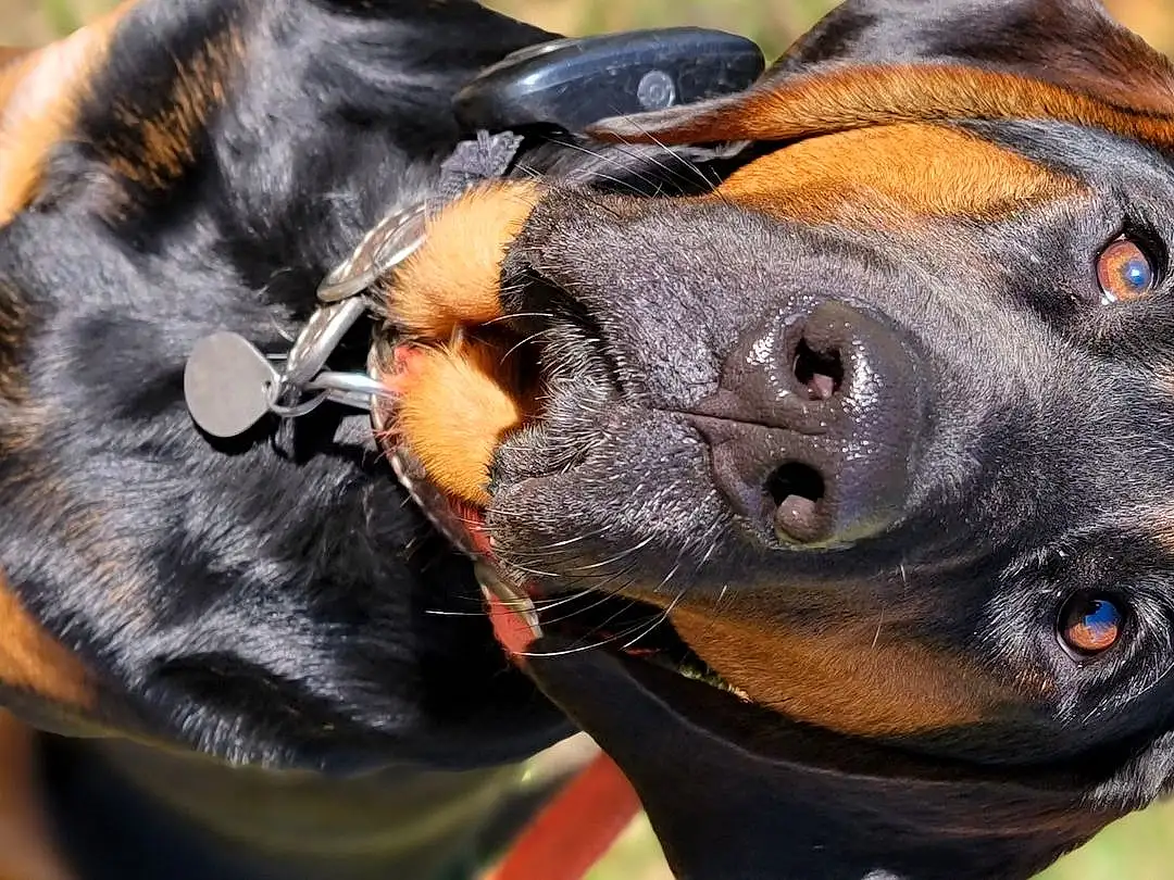 Dog, Dog breed, Carnivore, Collar, Fawn, Working Animal, Companion dog, Ear, Whiskers, Plant, Snout, Close-up, Dog Collar, Canidae, Pinscher, Hound, Guard Dog, Working Dog, Austrian Black And Tan Hound
