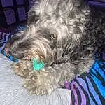 Dog, Dog breed, Carnivore, Water Dog, Companion dog, Toy Dog, Snout, Terrier, Furry friends, Canidae, Small Terrier, Maltepoo, Working Animal, Dog Collar, Liver, Poodle Crossbreed, Yorkipoo, Non-sporting Group, Labradoodle