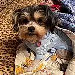 Dog, Dog Supply, Carnivore, Dog breed, Dog Clothes, Fawn, Companion dog, Toy Dog, Snout, Working Animal, Terrier, Small Terrier, Furry friends, Canidae, Yorkshire Terrier, Linens, Pattern, Whiskers, Comfort