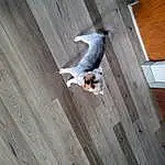 Dog, Carnivore, Wood, Dog breed, Grey, Hardwood, Companion dog, Door, Wood Stain, Tail, Plywood, Composite Material, Pattern, Wood Flooring, Laminate Flooring, Ceiling, Stairs