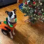 Christmas Tree, Dog, White, Plant, Wood, Christmas Ornament, Collar, Carnivore, Dog breed, Companion dog, Tree, Christmas Decoration, Hardwood, Holiday Ornament, Dog Collar, Ornament, Event, Porch