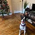 Plant, Dog, Christmas Tree, Wood, Carnivore, Dog breed, Door, Tree, Collar, Fawn, Companion dog, Window, Laminate Flooring, Hardwood, Living Room, House, Wood Flooring, Event