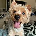 Dog, Carnivore, Dog breed, Companion dog, Fawn, Toy Dog, Dog Supply, Snout, Furry friends, Small Terrier, Terrier, Yorkipoo, Liver, Canidae, Biewer Terrier, Working Animal, Paw, Maltepoo