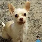 Dog, Dog breed, Carnivore, Working Animal, Companion dog, Fawn, Whiskers, Ear, Snout, Chihuahua, Toy Dog, Terrestrial Animal, Tail, Beach, Canidae, Furry friends, Corgi-chihuahua, Non-sporting Group, Soil