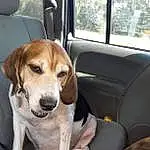 Dog, Dog breed, Vehicle, Carnivore, Collar, Companion dog, Fawn, Window, Car, Snout, Working Animal, Vehicle Door, Pet Supply, Car Seat, Comfort, Canidae, Scent Hound, Automotive Exterior, Dog Collar