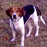 Dog, Carnivore, Dog breed, Fawn, Companion dog, Tail, Hound, Collar, Canidae, Scent Hound, Liver, Hunting Dog